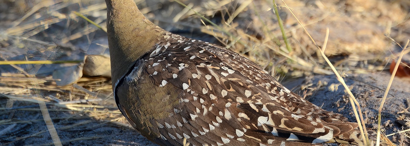 Double-banded Sandgrouse