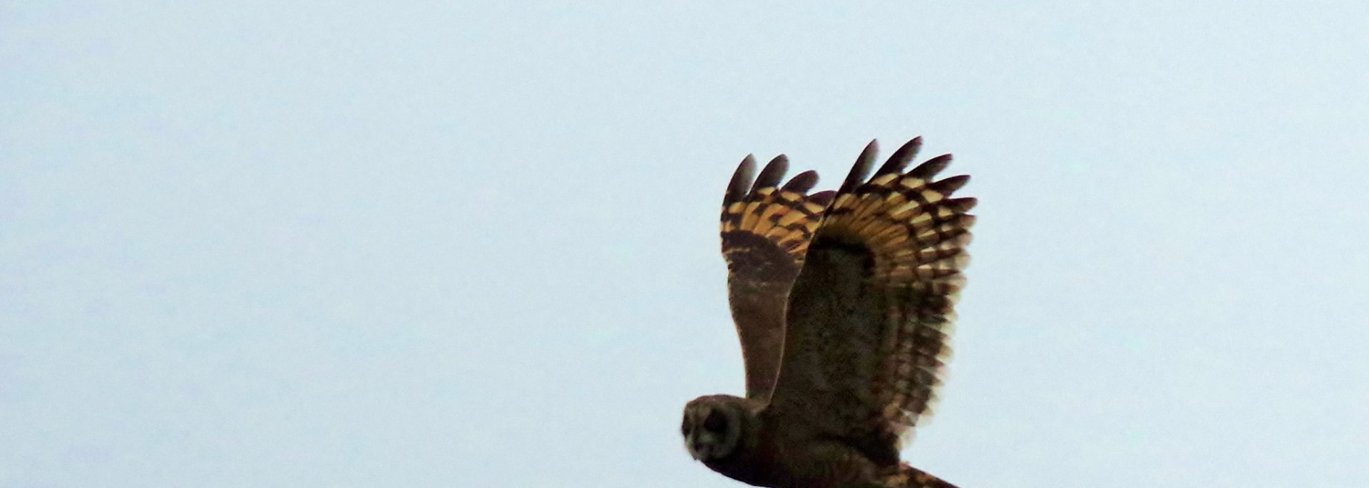Marsh Owl