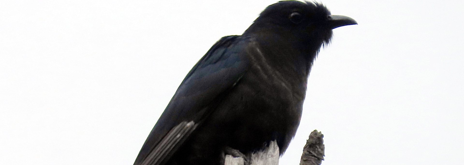 Black Cuckoo