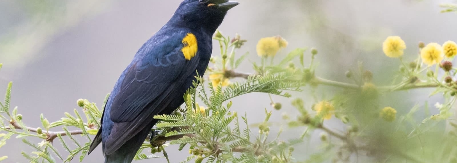 Black Cuckooshrike