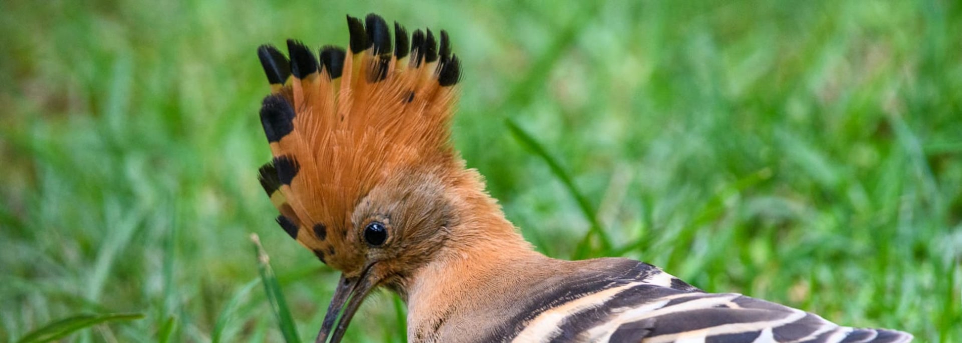 African Hoopoe