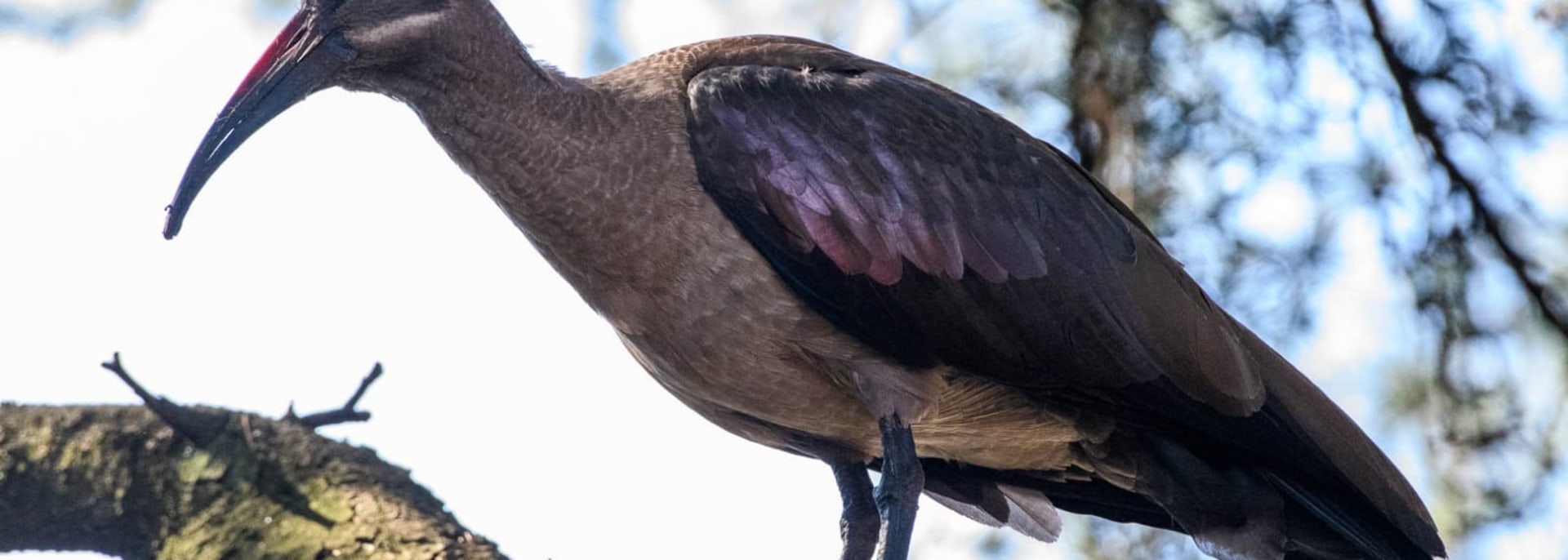 Hadeda Ibis