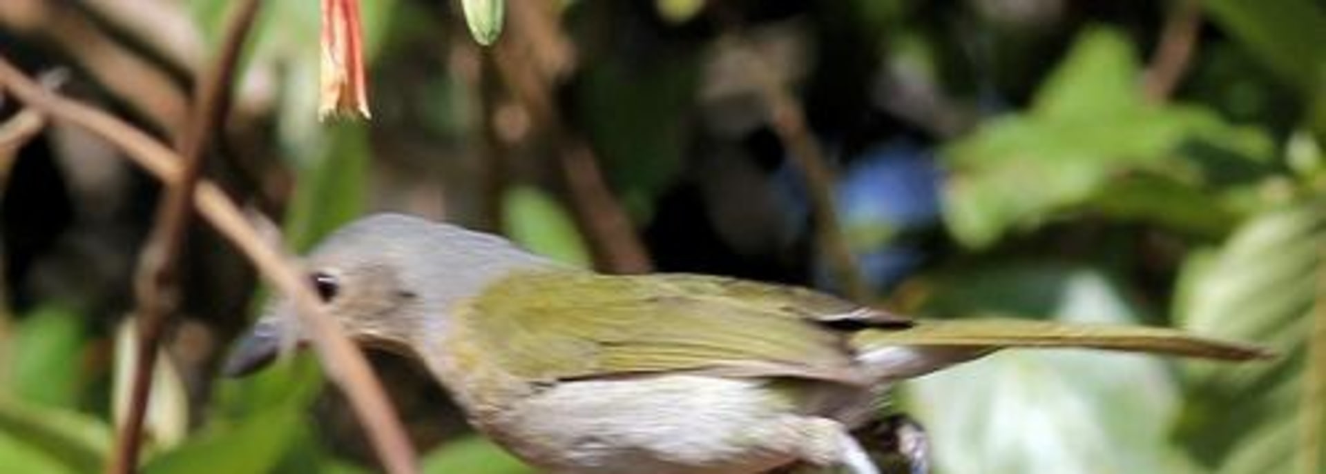 Olive Bushshrike