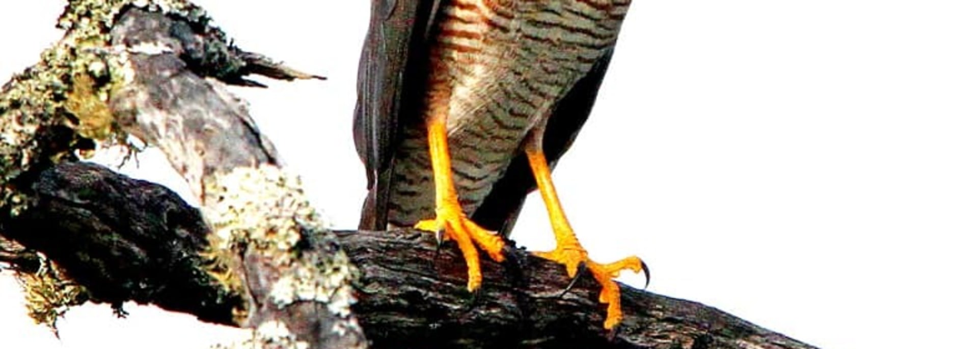 African Goshawk