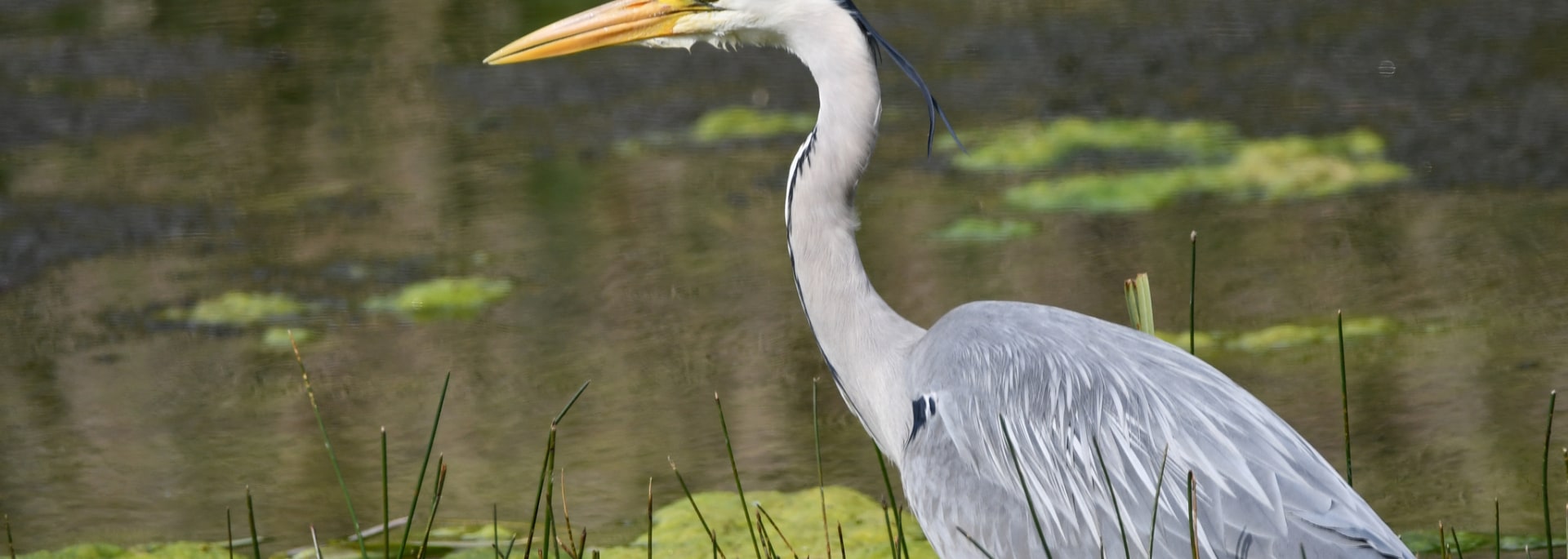 Grey Heron