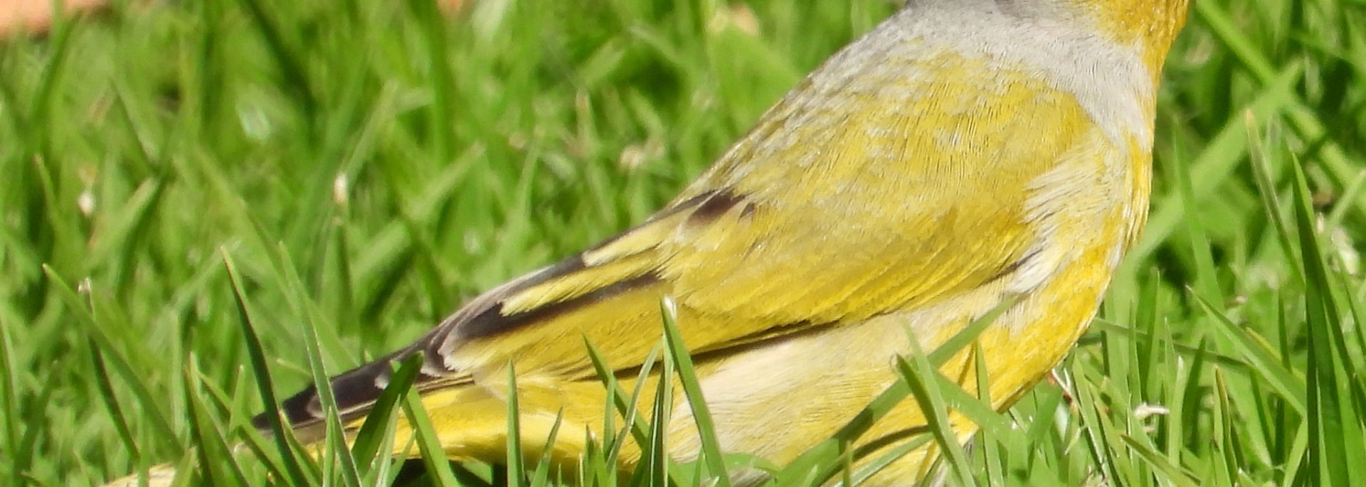Cape Canary