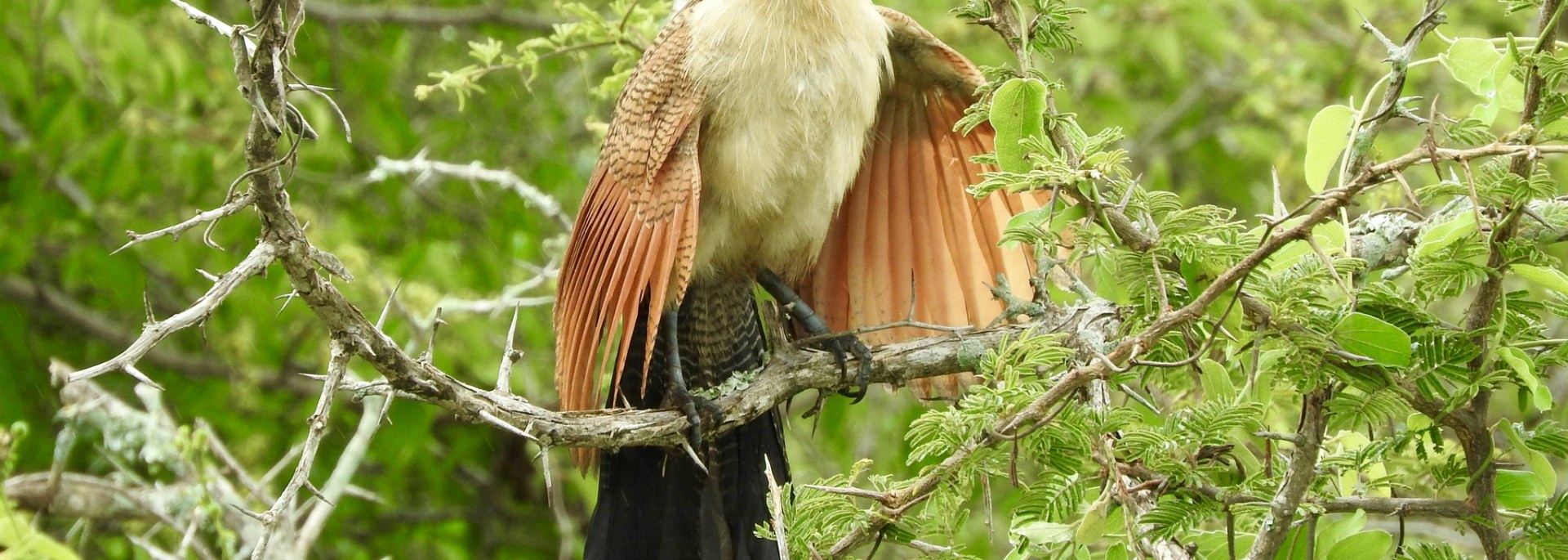 Burchell's Coucal