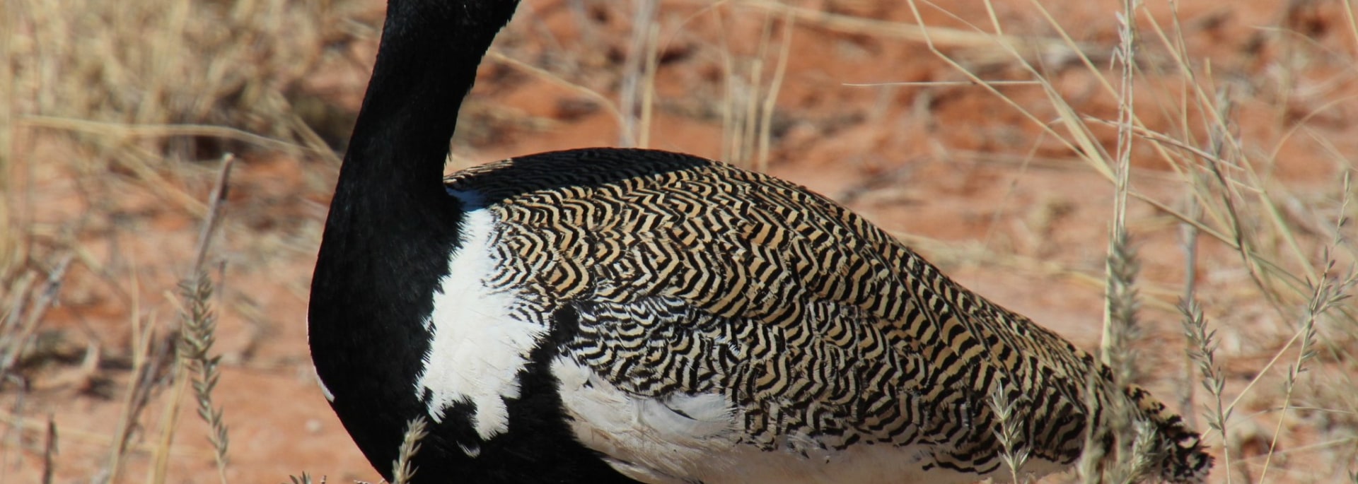 Northern Black Korhaan