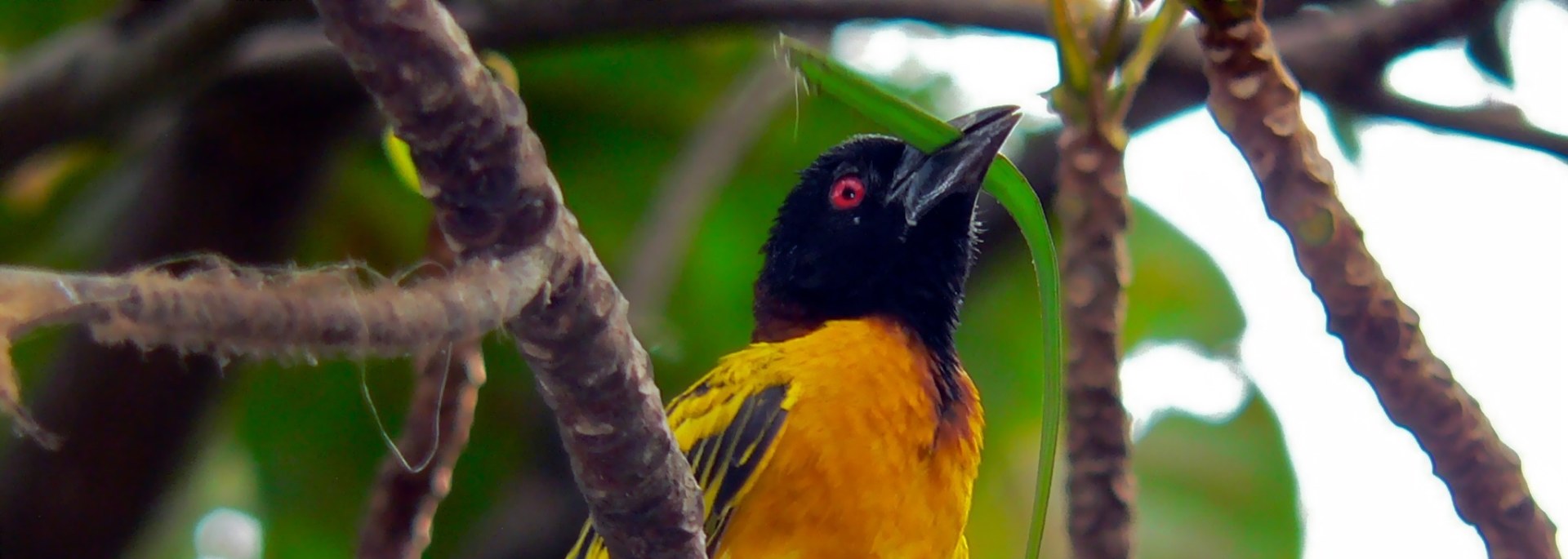 Village Weaver