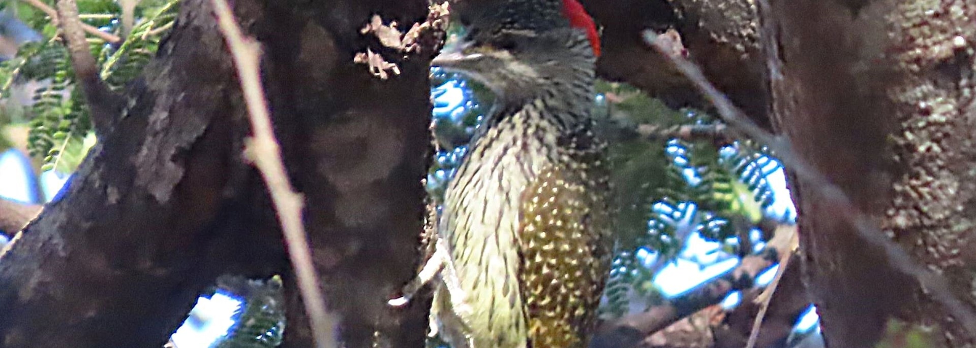 Golden-tailed Woodpecker