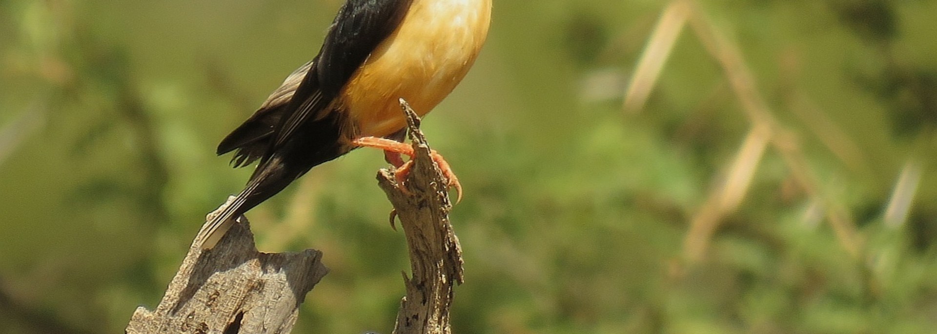 Shaft-tailed Whydah