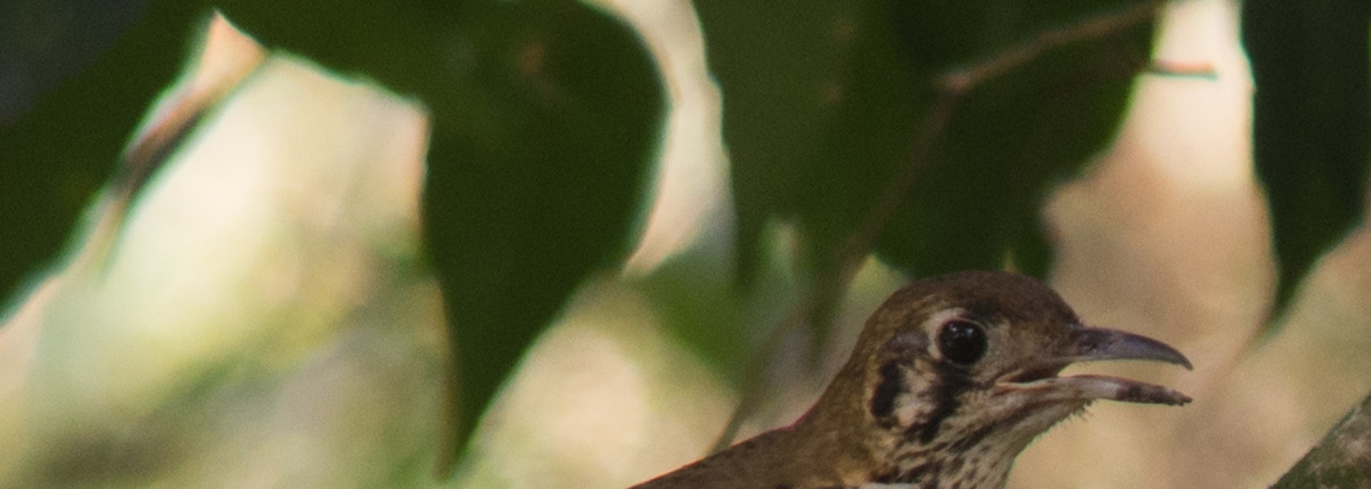 Spotted Ground Thrush