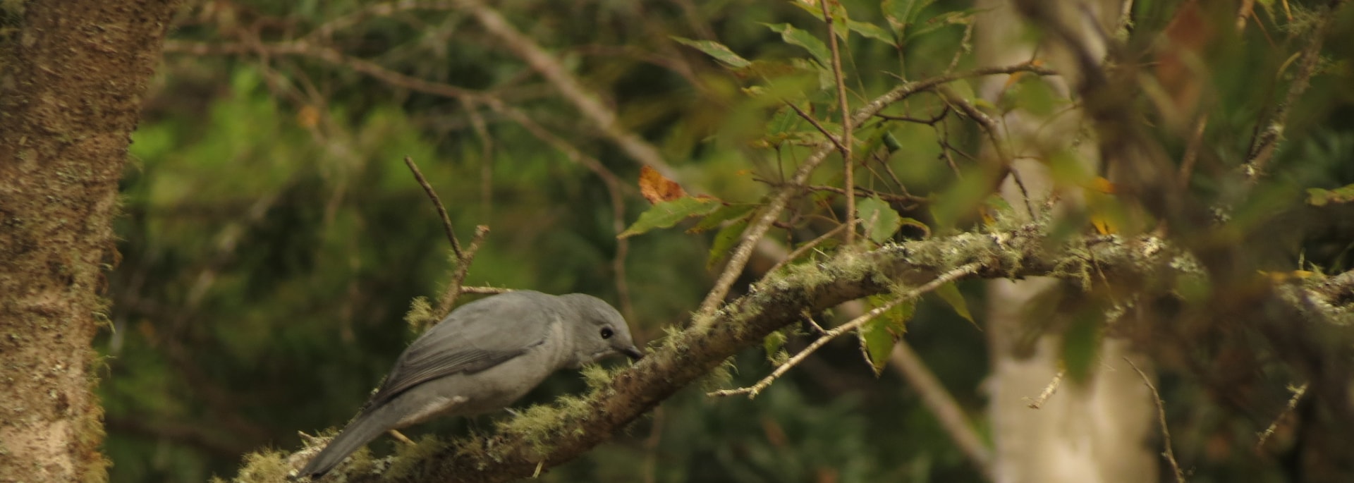 Grey Cuckooshrike
