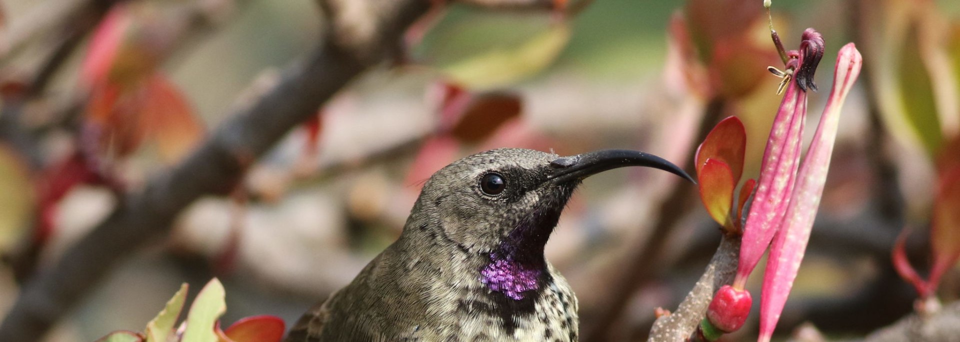 Amethyst Sunbird