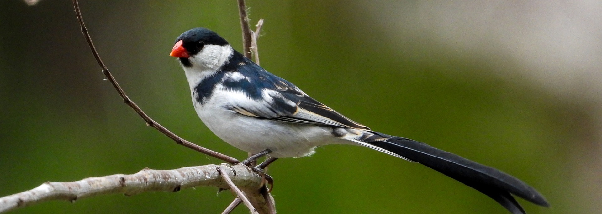 Pin-tailed Whydah