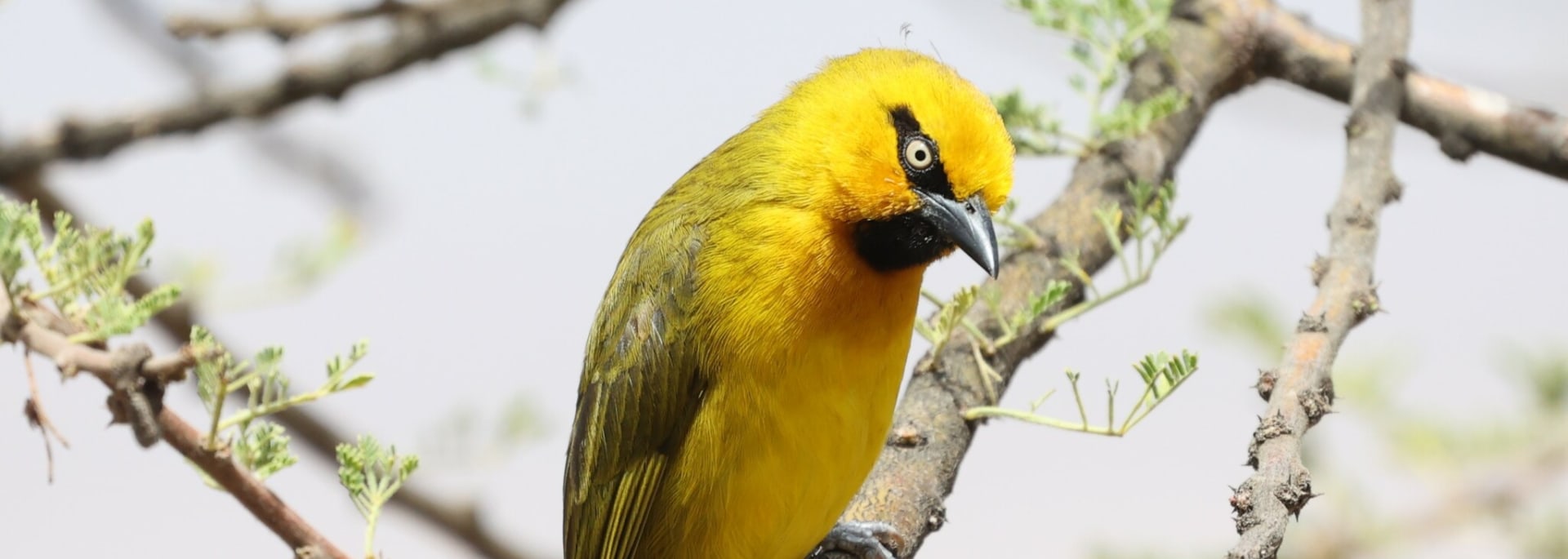 Spectacled Weaver