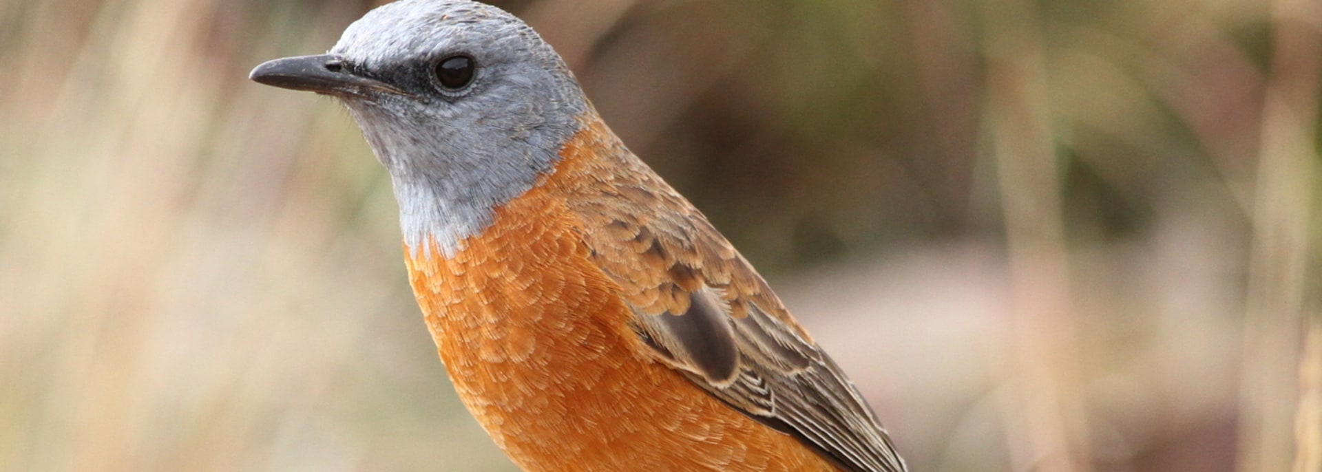 Cape Rock Thrush