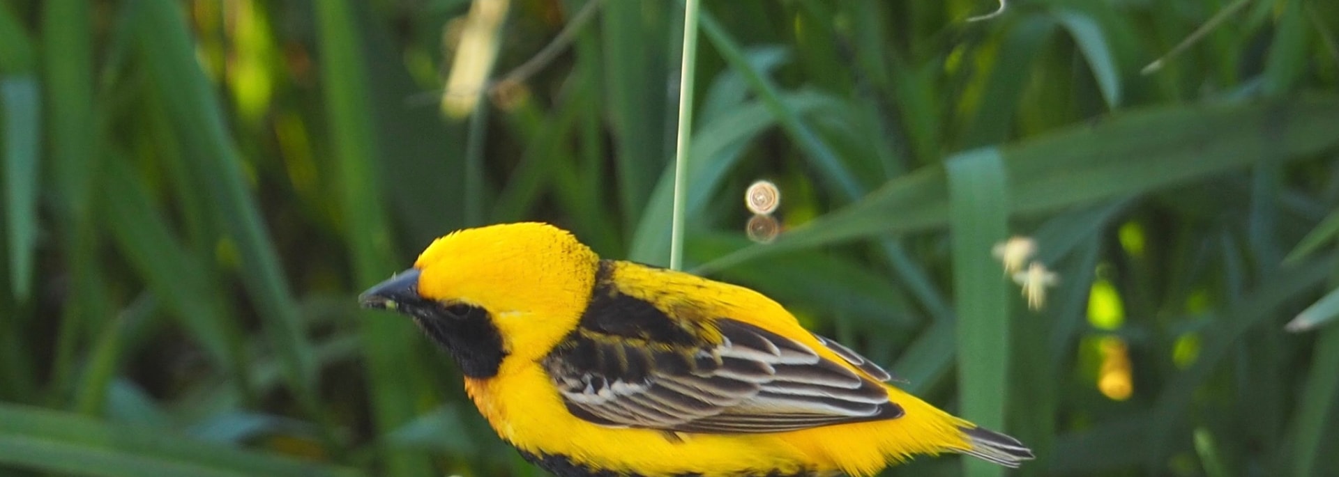 Yellow-crowned Bishop