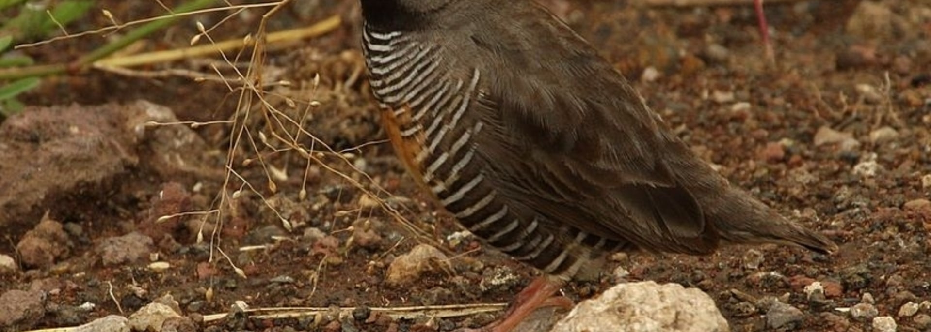 African Quailfinch