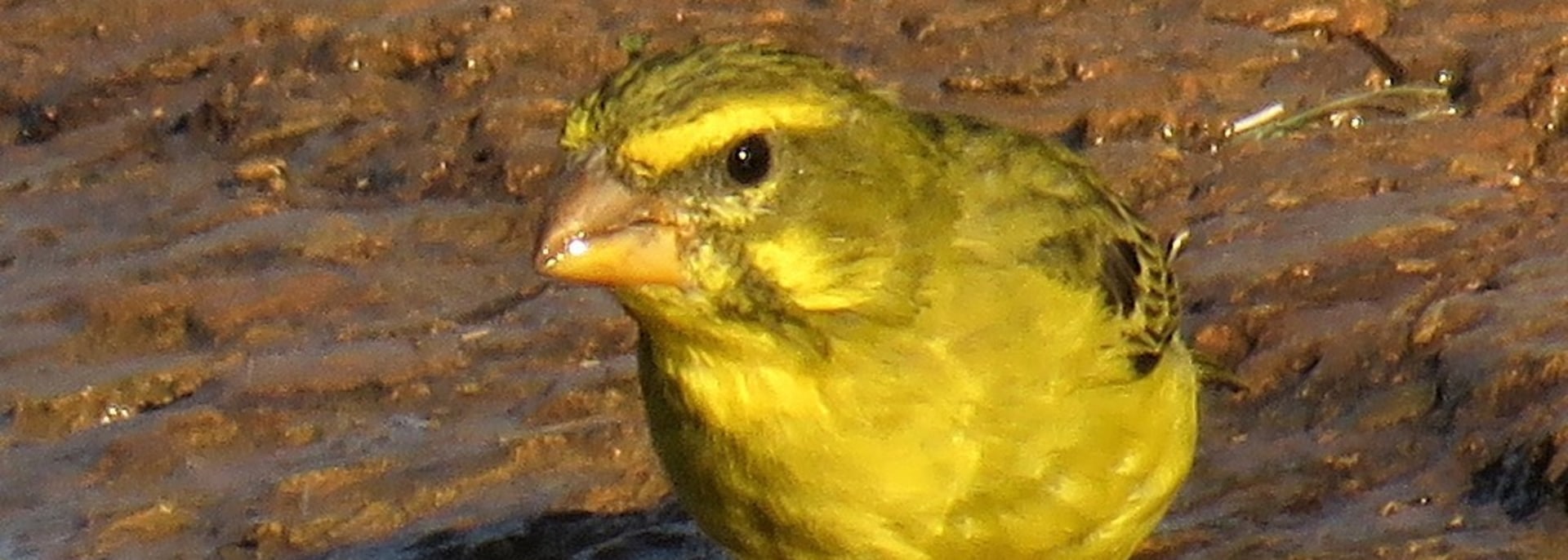 Brimstone Canary
