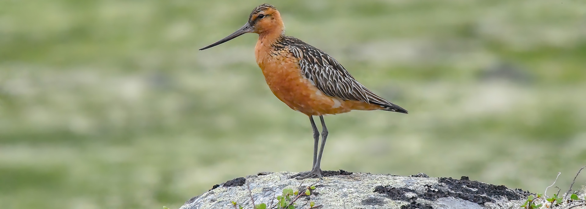 Bar-tailed Godwit