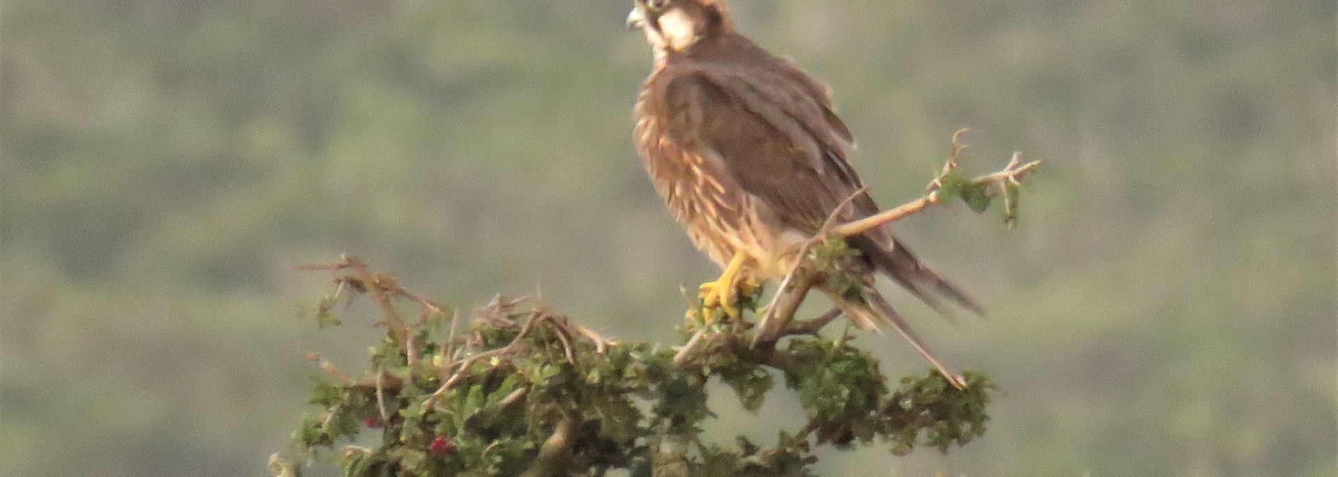 Lanner Falcon