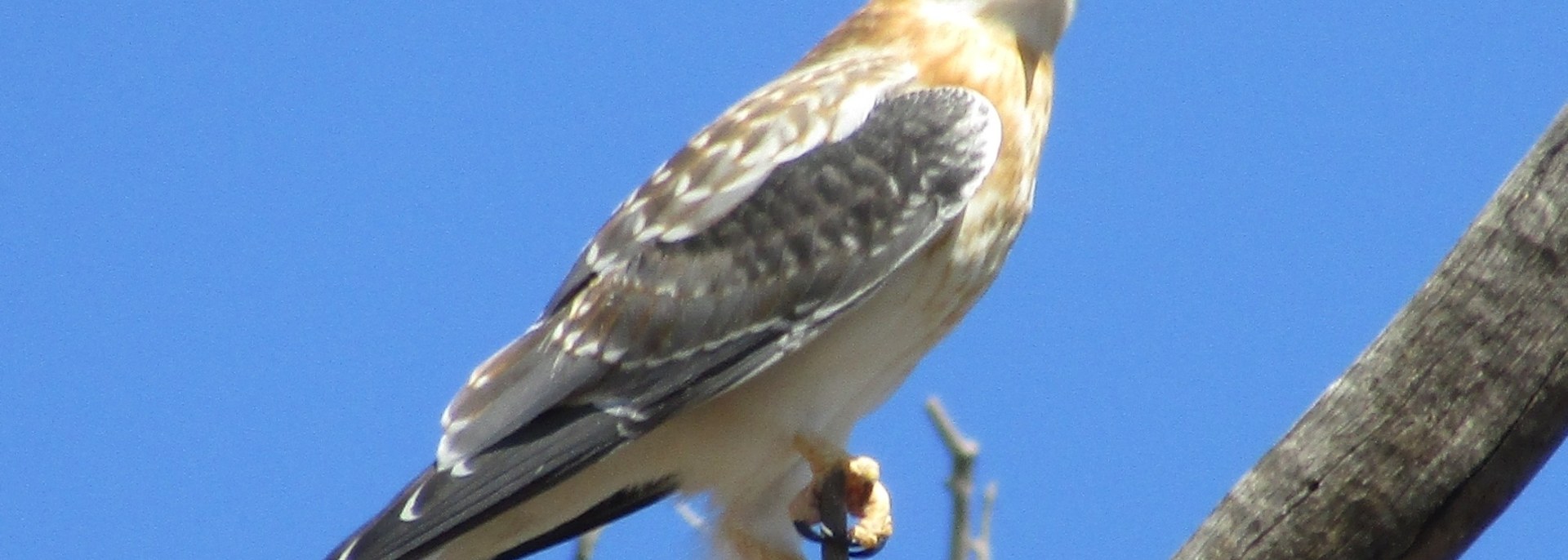 Black-shouldered Kite