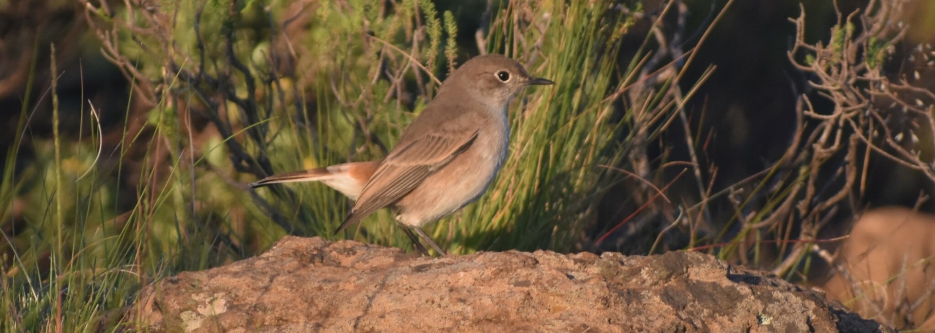 Sickle-winged Chat
