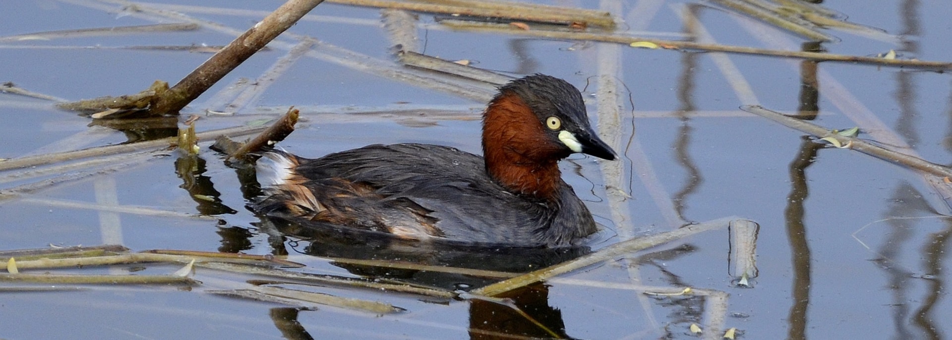 Little Grebe