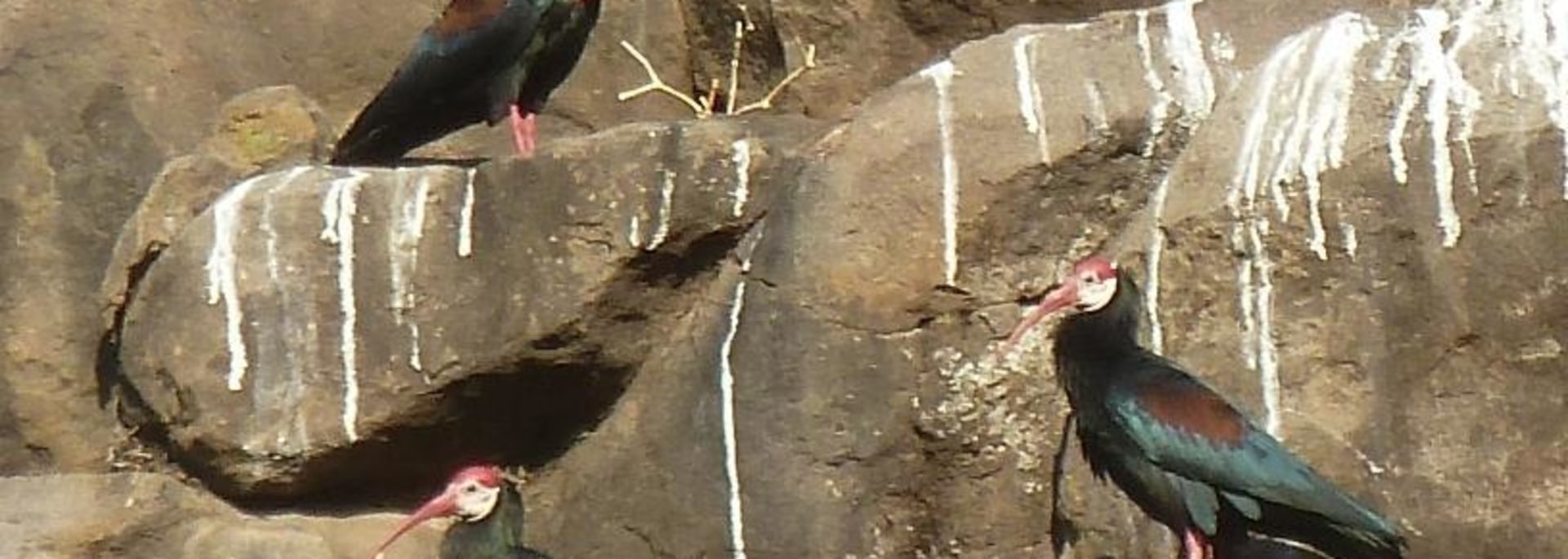 Southern Bald Ibis