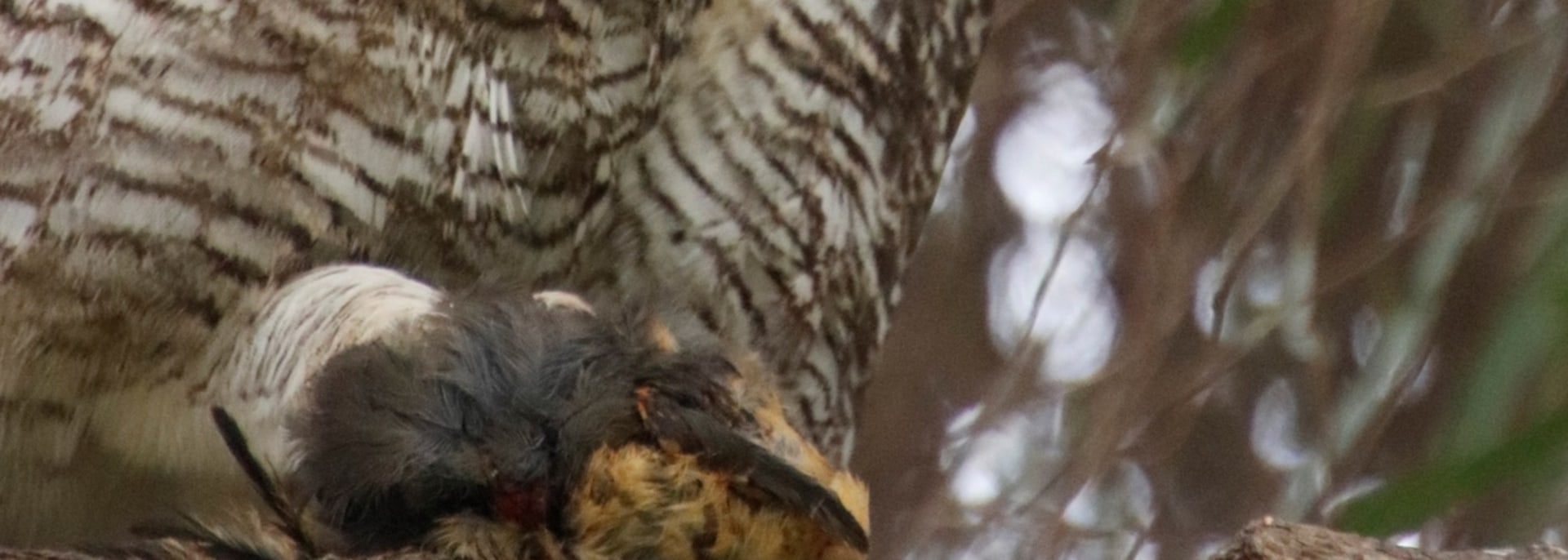 Spotted Eagle-Owl