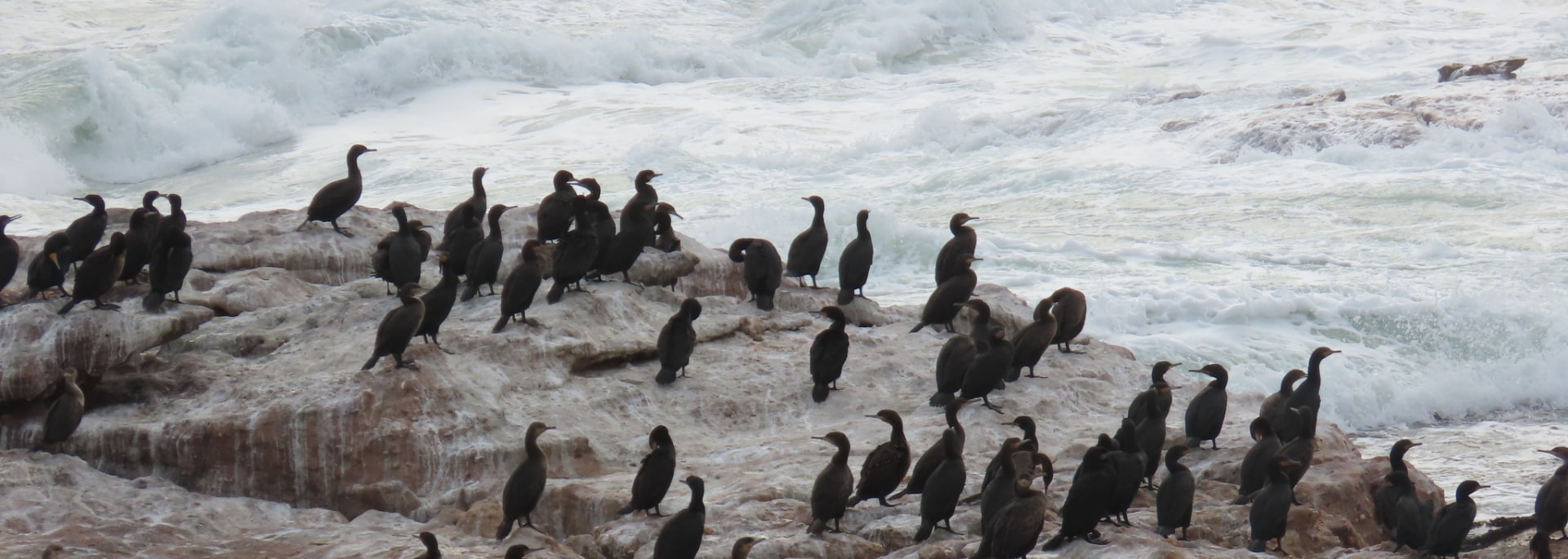 Cape Cormorant