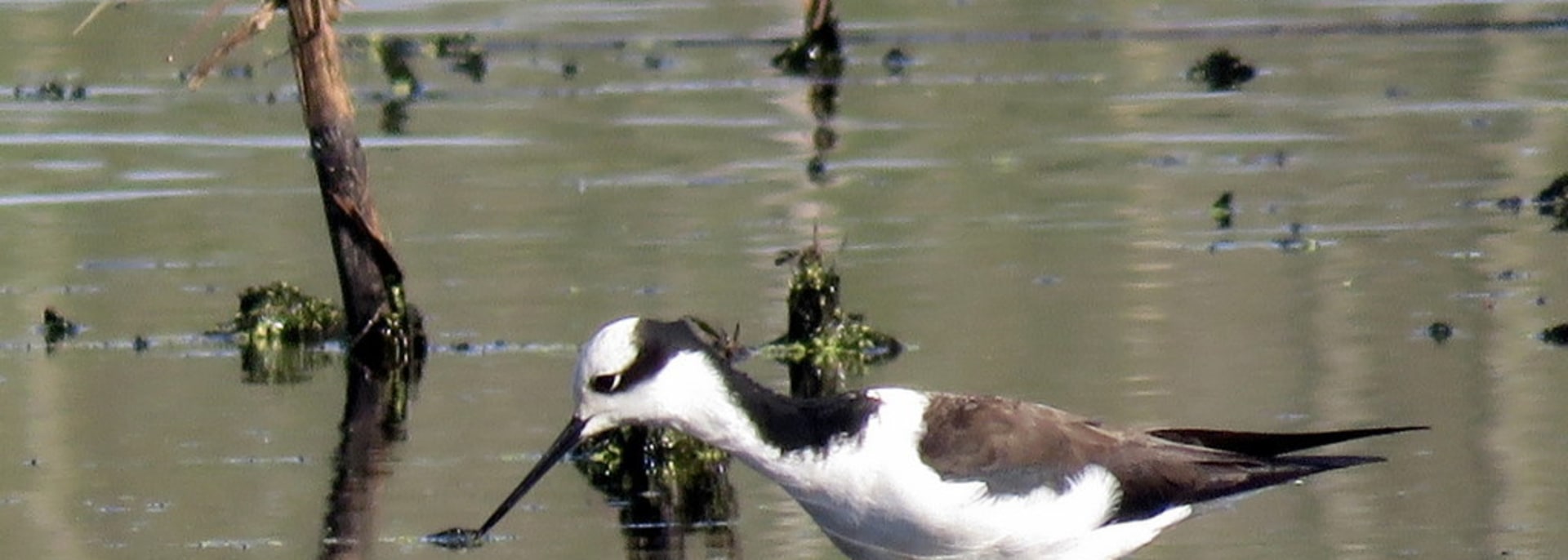 Black-winged Stilt