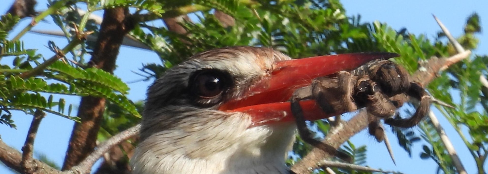 Brown-hooded Kingfisher