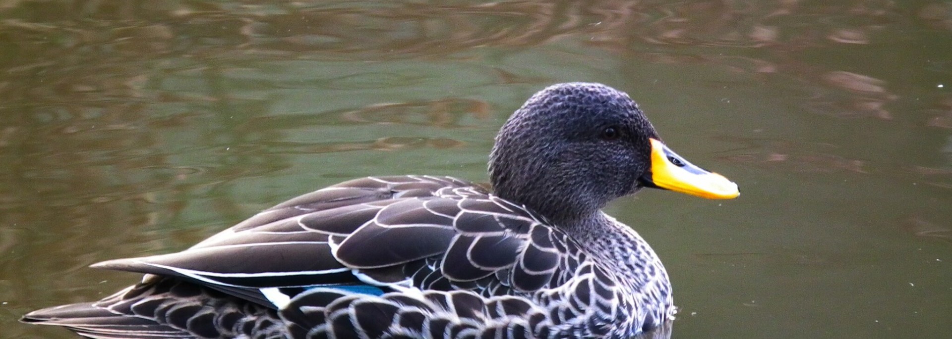 Yellow-billed Duck