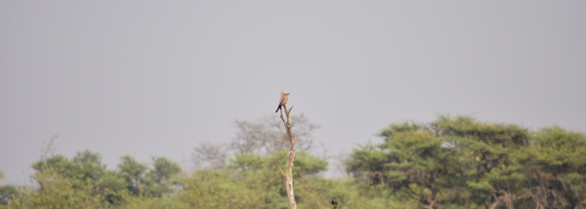 Purple Roller