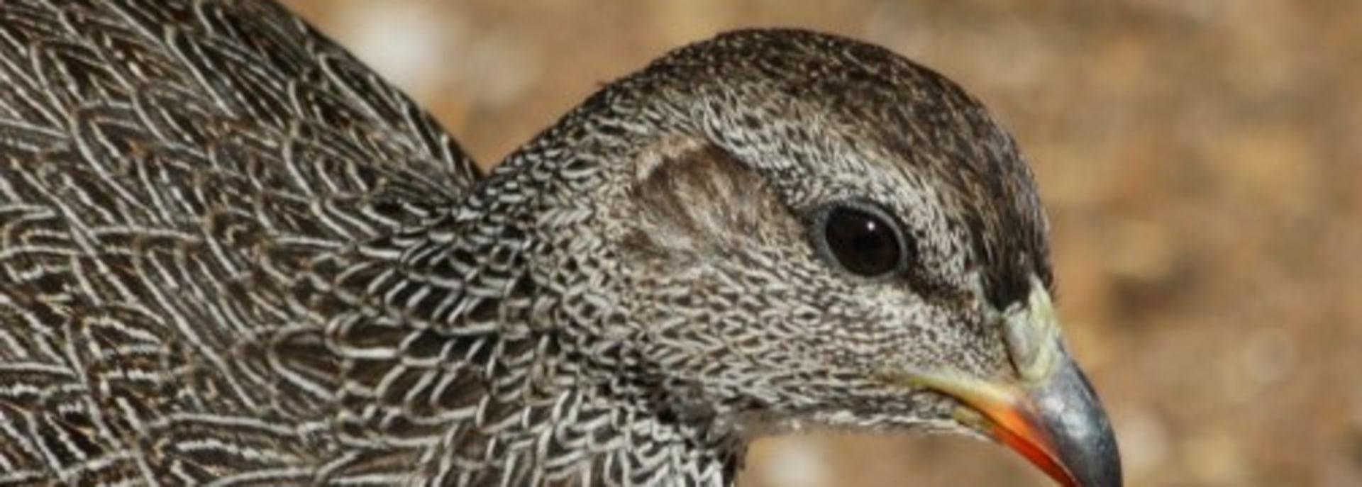 Cape Spurfowl