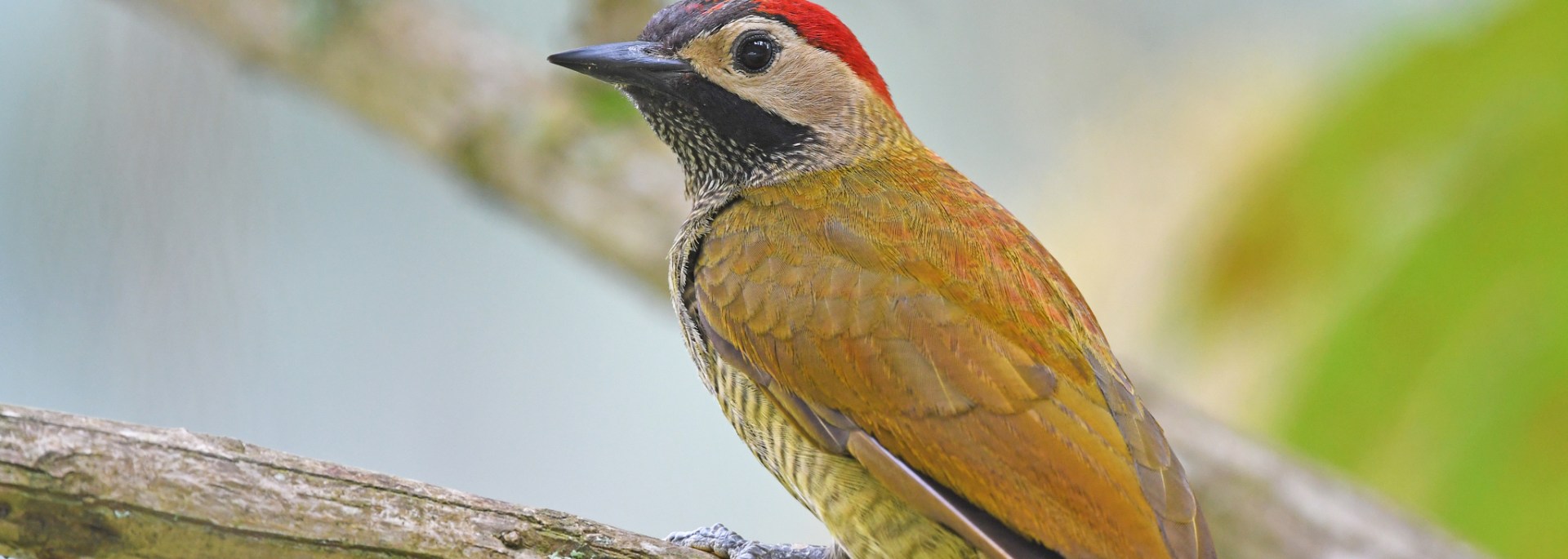 Olive Woodpecker