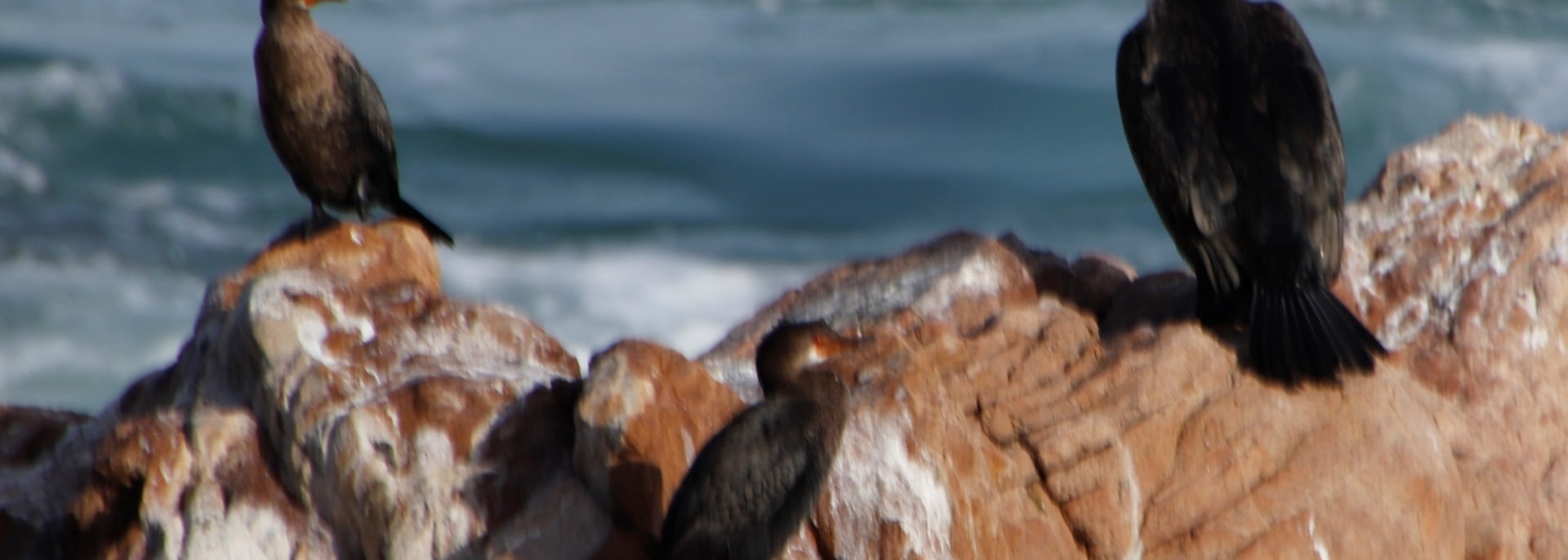Crowned Cormorant