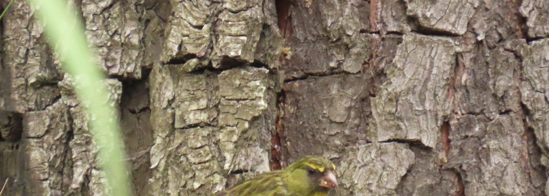 Forest Canary