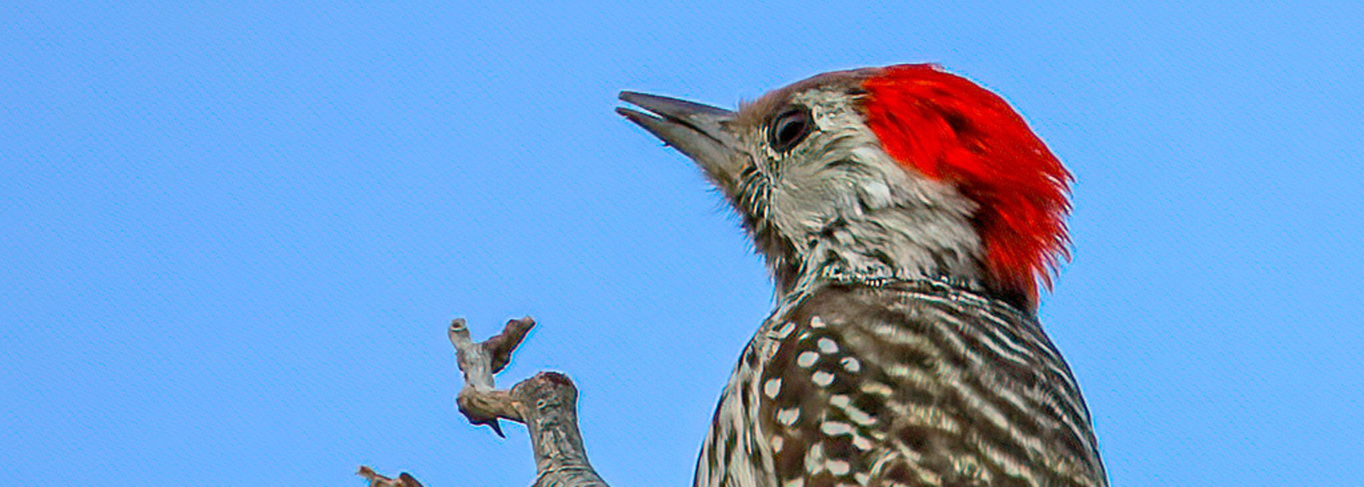 Cardinal Woodpecker