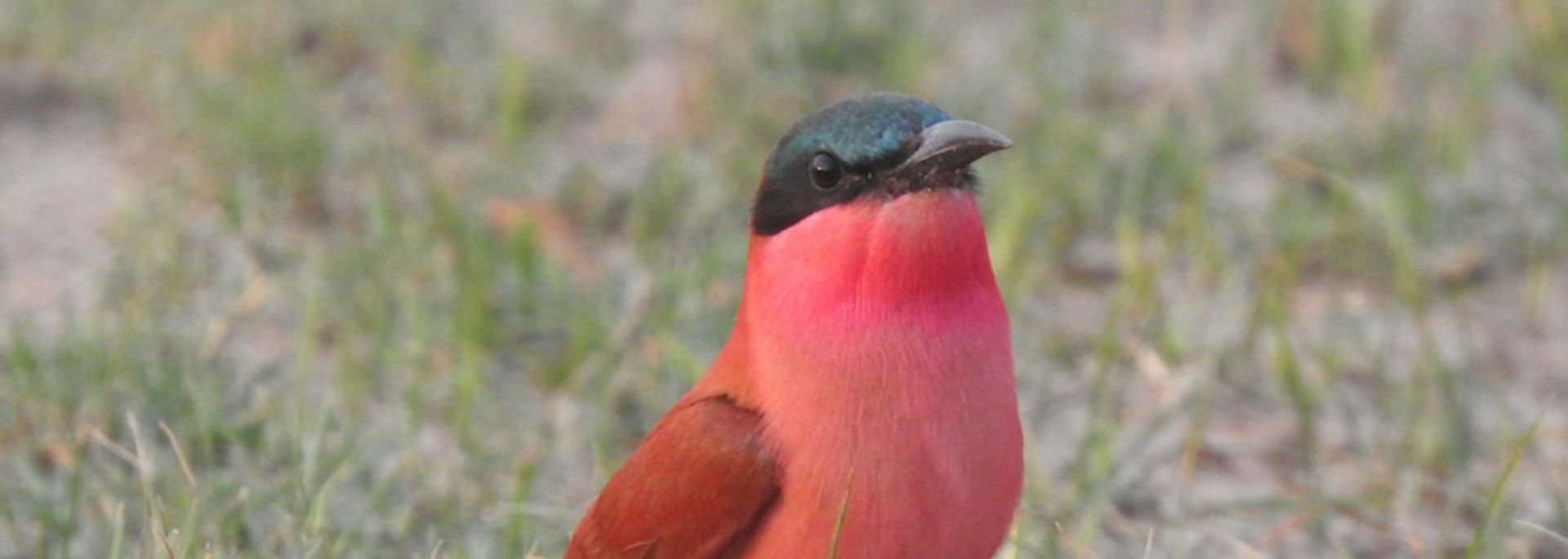 Southern Carmine Bee-eater