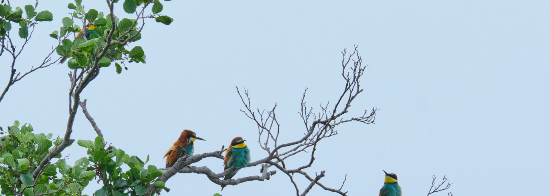European Bee-eater