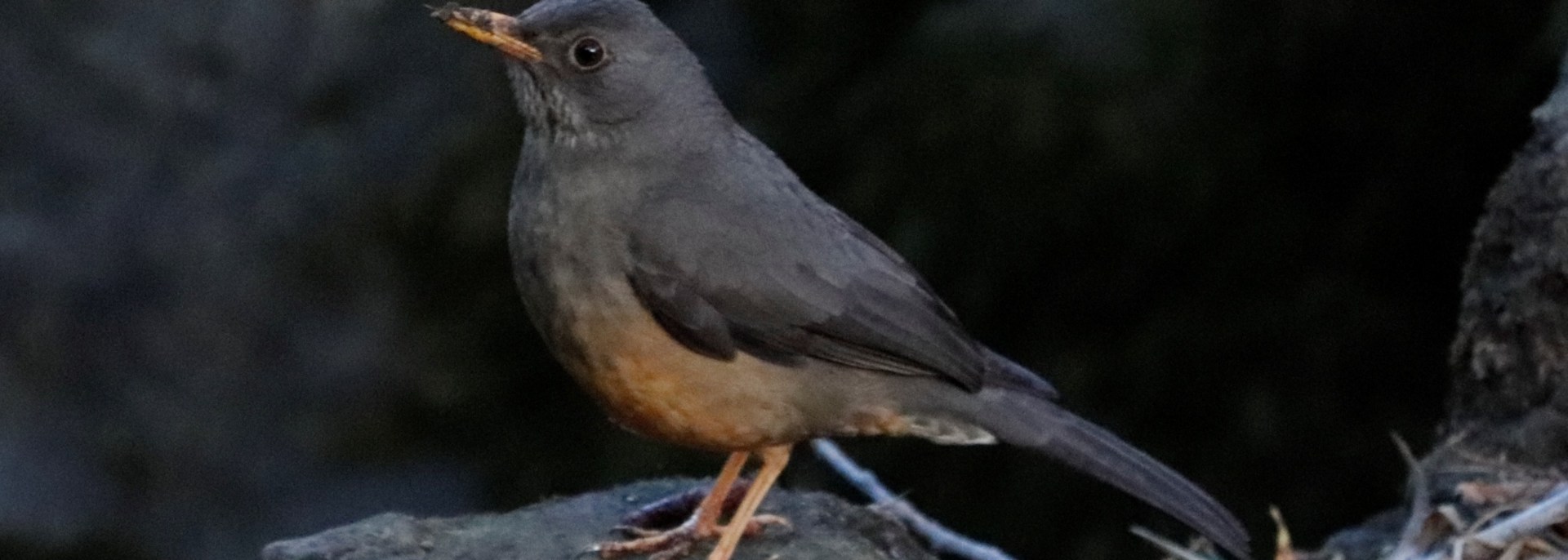 Karoo Thrush