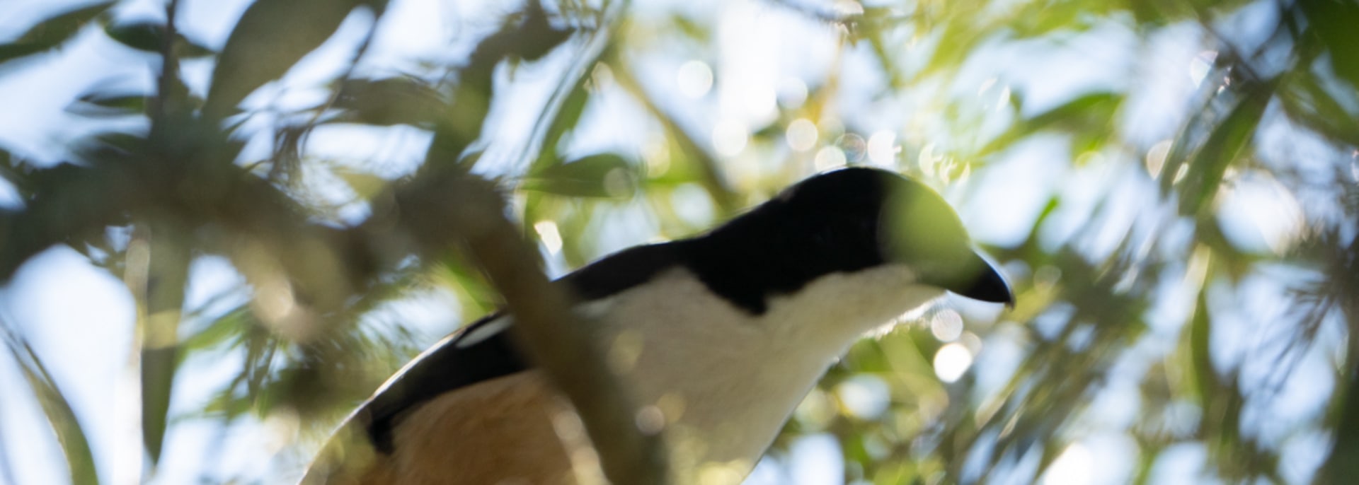 Southern Boubou