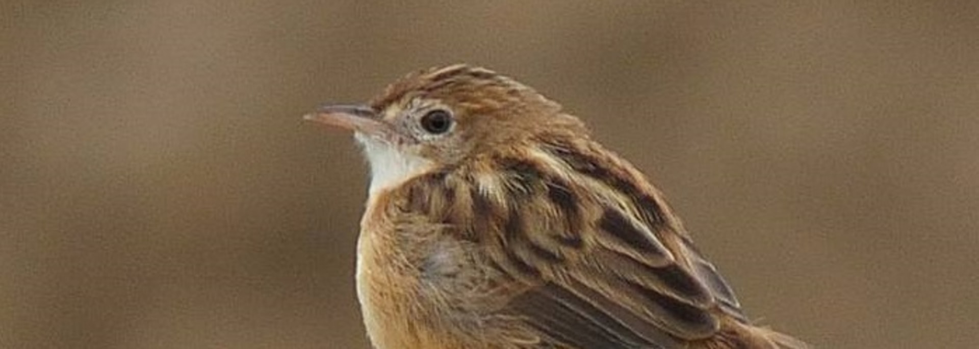 Zitting Cisticola