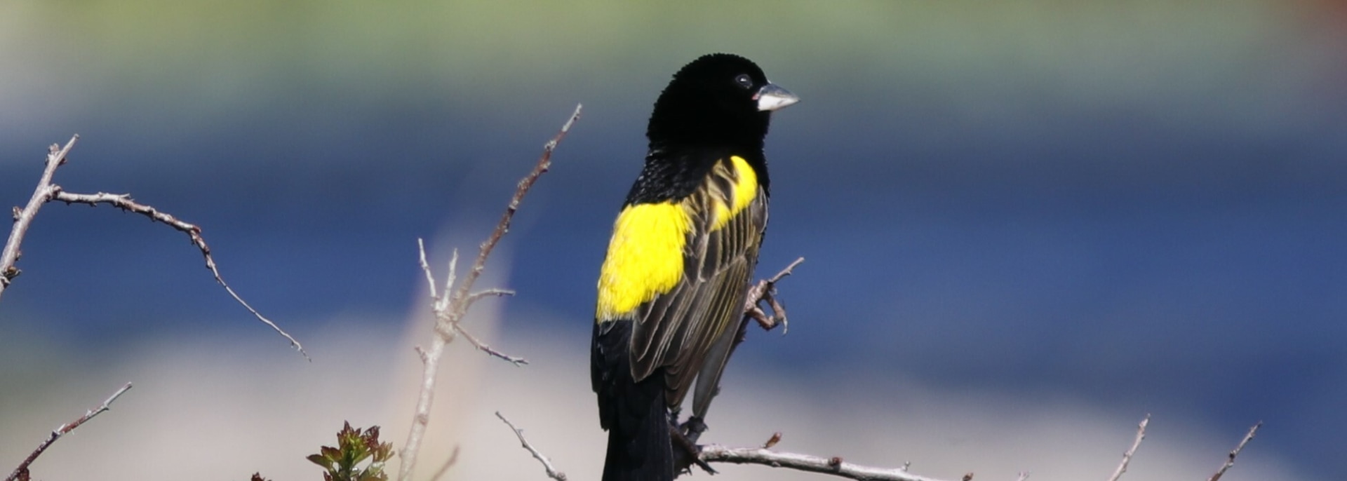 Yellow Bishop