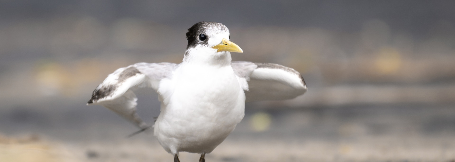 Greater Crested Tern