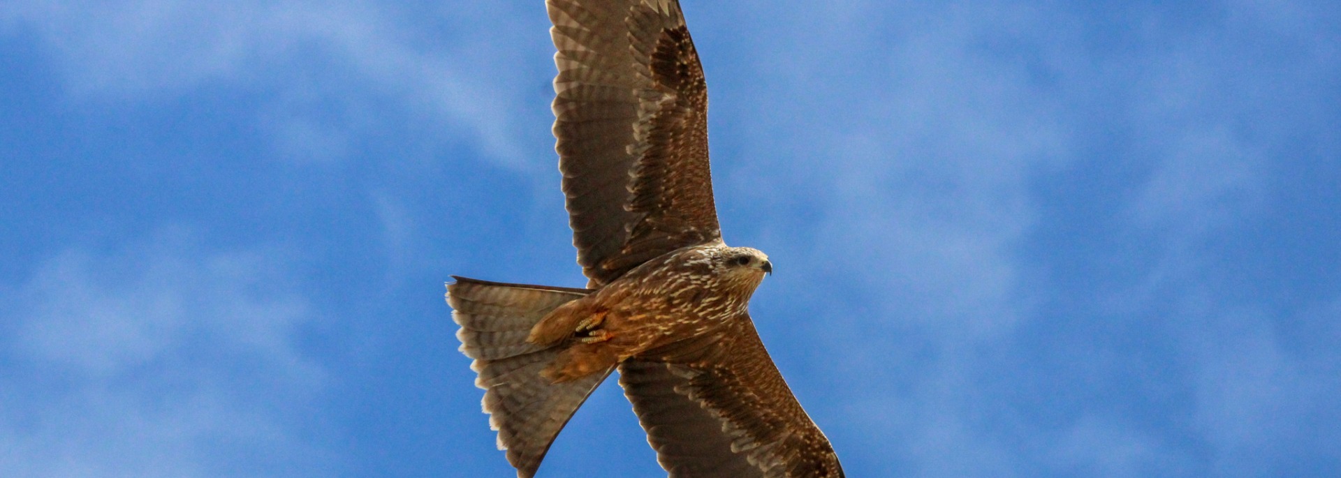 Yellow-billed Kite