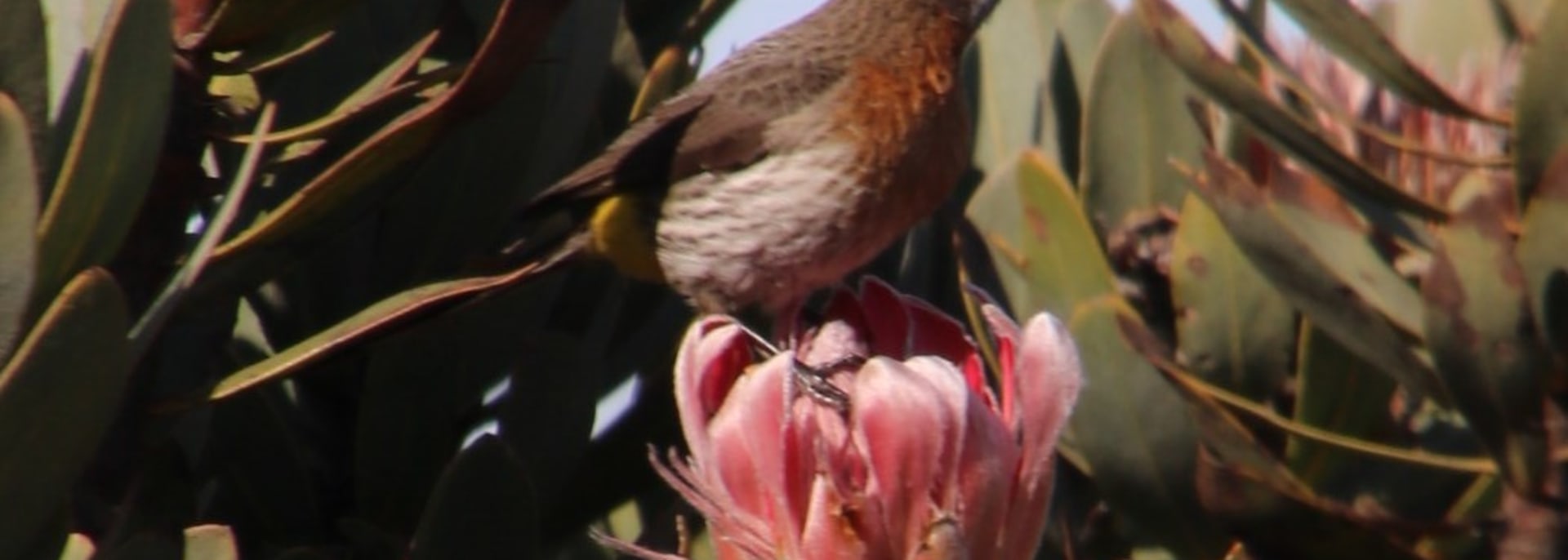 Gurney's Sugarbird